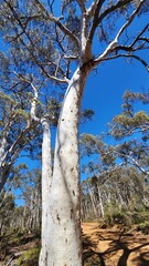 Obraz premium Dryandra Woodland in Western Australia