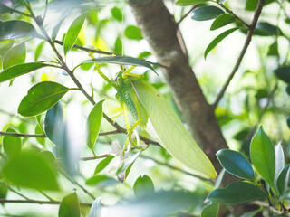 Close up insect molting on green tree.