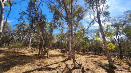 Fototapeta premium Dryandra Woodland in Western Australia
