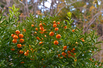 タチバナの果実