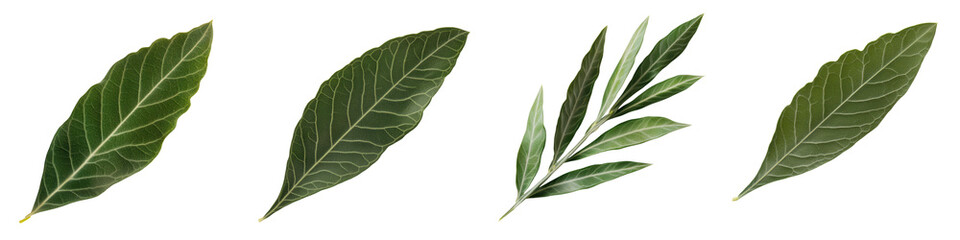 Obraz premium Vibrant Green Leaves Closeup Capturing Natural Beauty and Freshness Detailed texture and intricate patterns of lush foliage showcasing the essence of nature s elegance and simplicity