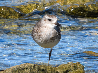 Grey Plover (Pluvialis squatarola) in Australia