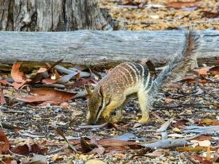 Numbat (Myrmecobius fasciatus) in Australia