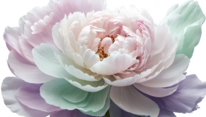 A dreamy abstract peony with soft, curling petals in pale pink, mint, and lavender, blending seamlessly into one another to evoke feelings of softness and fluidity, 
