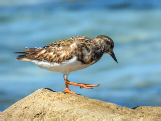 Ruddy Turnstone (Arenaria interpres) in Australia