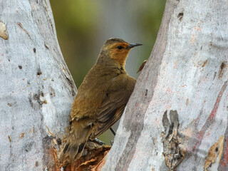 Rufous Treecreeper (Climacteris rufus) in Australia