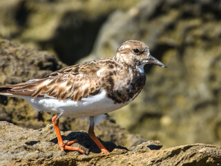 Ruddy Turnstone (Arenaria interpres) in Australia