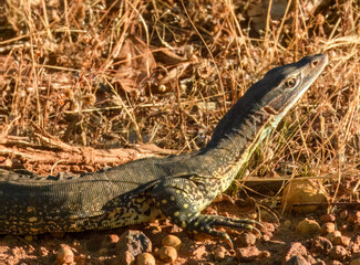 Sand Monitor or Goanna (Varanus gouldii) in Australia