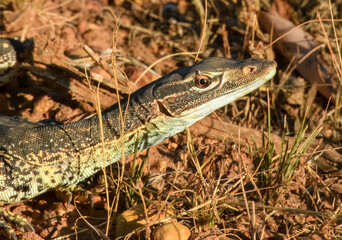 Sand Monitor or Goanna (Varanus gouldii) in Australia