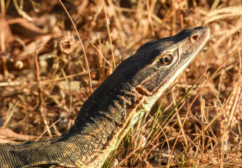 Sand Monitor or Goanna (Varanus gouldii) in Australia