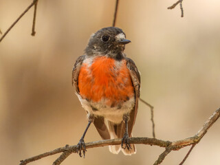 Scarlet Robin (Petroica boodang) in Australia
