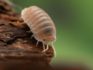 P1070040 Little sea isopod, Cubaris murina, on rotting wood, cECP 2025