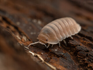 P1070056 Little sea isopod, Cubaris murina, on rotting wood 2, cECP 2025