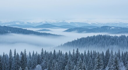 Fototapeta premium Winter Forest - Snow-Covered Pines and Misty Mountains, Foggy Landscape