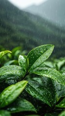Rain-kissed tea leaves on plantation, misty mountains.