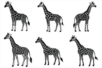 create tall and colorful elegant giraffe vector