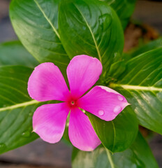 Slightly blurred, aesthetic photo of tilted Sadabahar Flower with bright colour. Close-up shot of Catharanthus roseus influencing gardening and nature vibes for outdoor and indoor positivity.