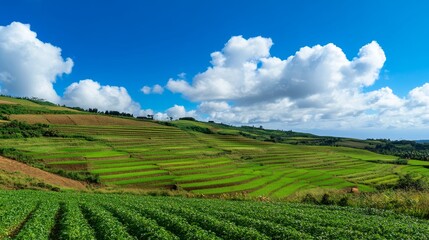 Fototapeta premium Lush green terraced landscape under blue sky with white clouds