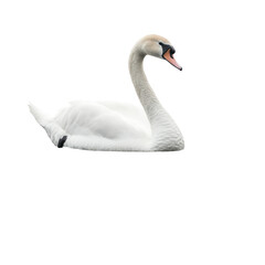 Elegant White Swan Swimming Gracefully in Calm Waters with Beautiful Feathers and Long Neck