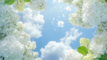 Fototapeta premium Beautiful sky view framed by white hydrangeas and lush green leaves on a sunny day