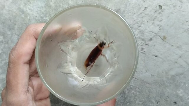 cockroach that got into a glass of drinking water