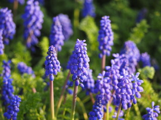 春の花　ムスカリ