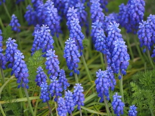 春の花　ムスカリ