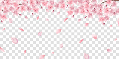 和柄　桜　春　背景