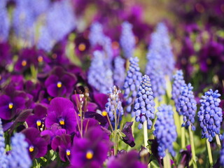 春の花　ムスカリとパンジーの花壇