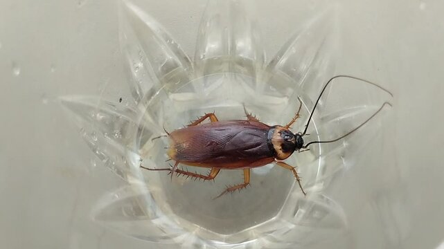 cockroach that got into a glass of drinking water