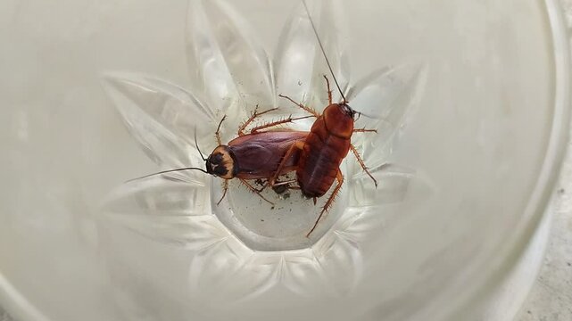 two cockroach that got into the glass
