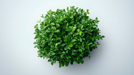 Obraz premium Lush Green Foliage Forms A Perfect Circle