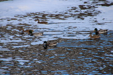 ducks in the river