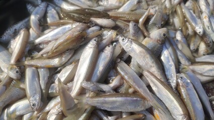 Cabdio morar, the morari, is a species of freshwater fish from the carp family (Cyprinidae).