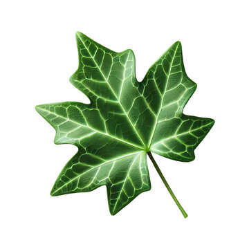 Lvy leaf isolated on transparent background