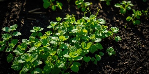 Fototapeta premium A closeup view of a patch of vibrant green foliage growing in rich, dark soil, showcasing the delicate beauty of nature's renewal