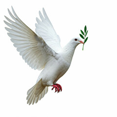 Obraz premium white dove carrying an olive branch symbol of peace and hope