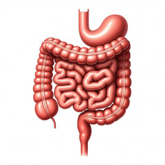 realistic 3d illustration of the human digestive system with stomach small and large intestines