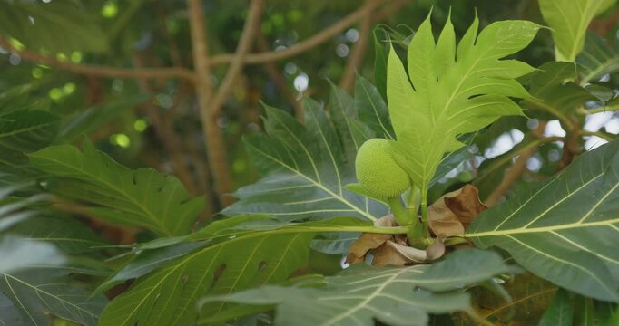 Close-up footage of a breadfruit tree (Artocarpus altilis) with vibrant green leaves and a developing fruit. Ideal for tropical agriculture, botany, and environmental concepts. 
