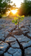 Young plant growing in cracked desert soil at sunset.