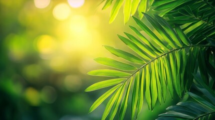 Obraz premium Vibrant Green Palm Fronds Basking In Sunlight