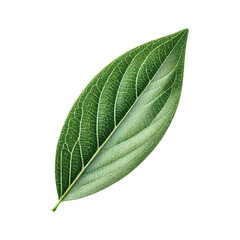 Fototapeta premium Willow leaf isolated on transparent background