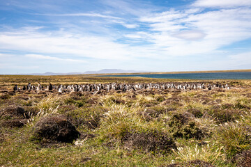 Falkland Island landscape.