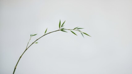 A single slender bamboo branch with delicate green leaves gracefully curves against a minimalist white background.