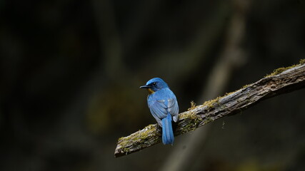 Hill blue Flycatsher. Medium-sized confusing flycatcher. Male is beautifully colored, with deep blue upperparts, orange throat and breast, and white belly.