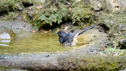 The white-rumped shama (Copsychus malabaricus) is a passerine bird in the Old World flycatcher family Muscicapidae. Native to densely vegetated habitats in the Indian subcontinent and Southeast Asia.