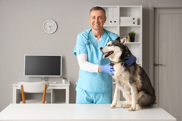 Male veterinarian examining cute husky dog on table in clinic