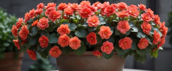 Fototapeta premium Exotic flowering begonia plant in a garden pot, nature, tropical plants, beautiful flowers
