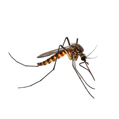 Close-up of a Mosquito, Detailed Insect Photography, Black Background