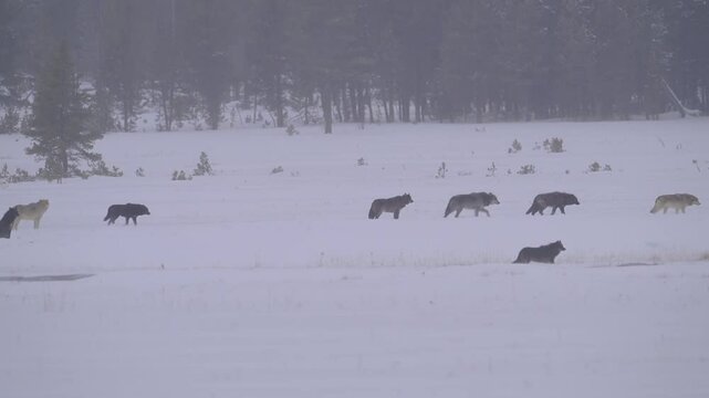 Marching of "Wapiti Lake Wolf Pack"- Grey wolves marching towards Bison herd!